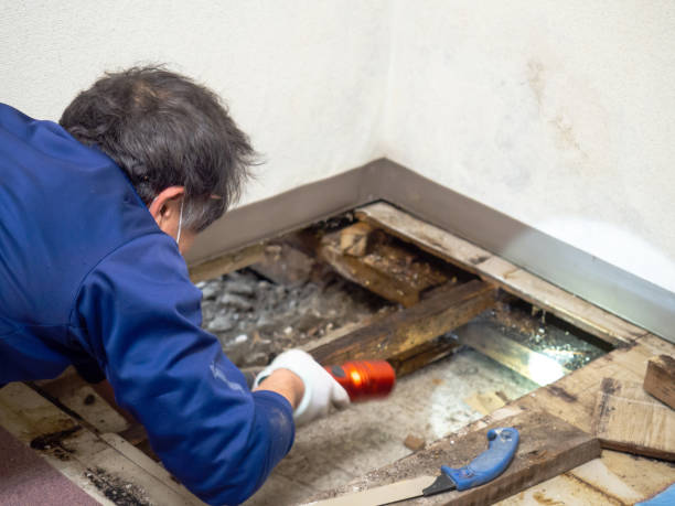 Best Commercial Mold Remediation in Lindenhurst, IL