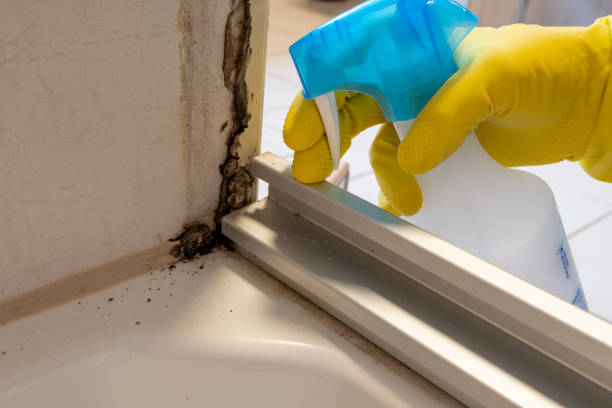 Best Basement Mold Remediation in Lindenhurst, IL