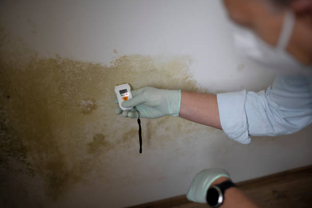 Best Post-Flood Mold Remediation in Lindenhurst, IL