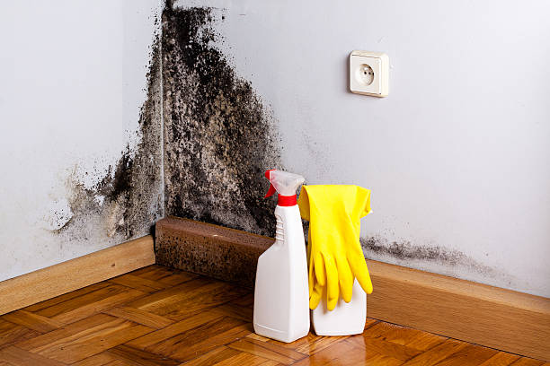 Best Emergency Mold Remediation in Lindenhurst, IL