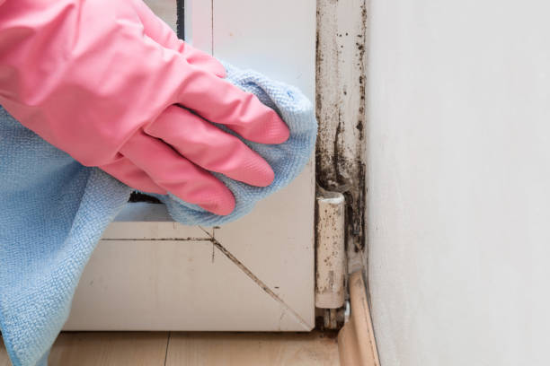 Best Attic Mold Remediation in Lindenhurst, IL
